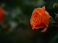 薔薇のためいき