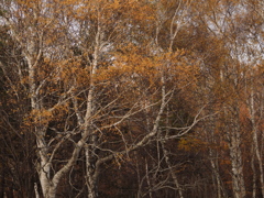 残り陽