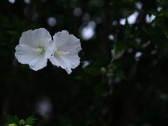 雨に透ける