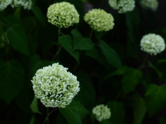 薔薇園に咲く