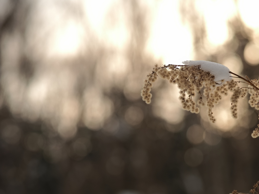 雪戴く花