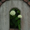薔薇園でこんにちは