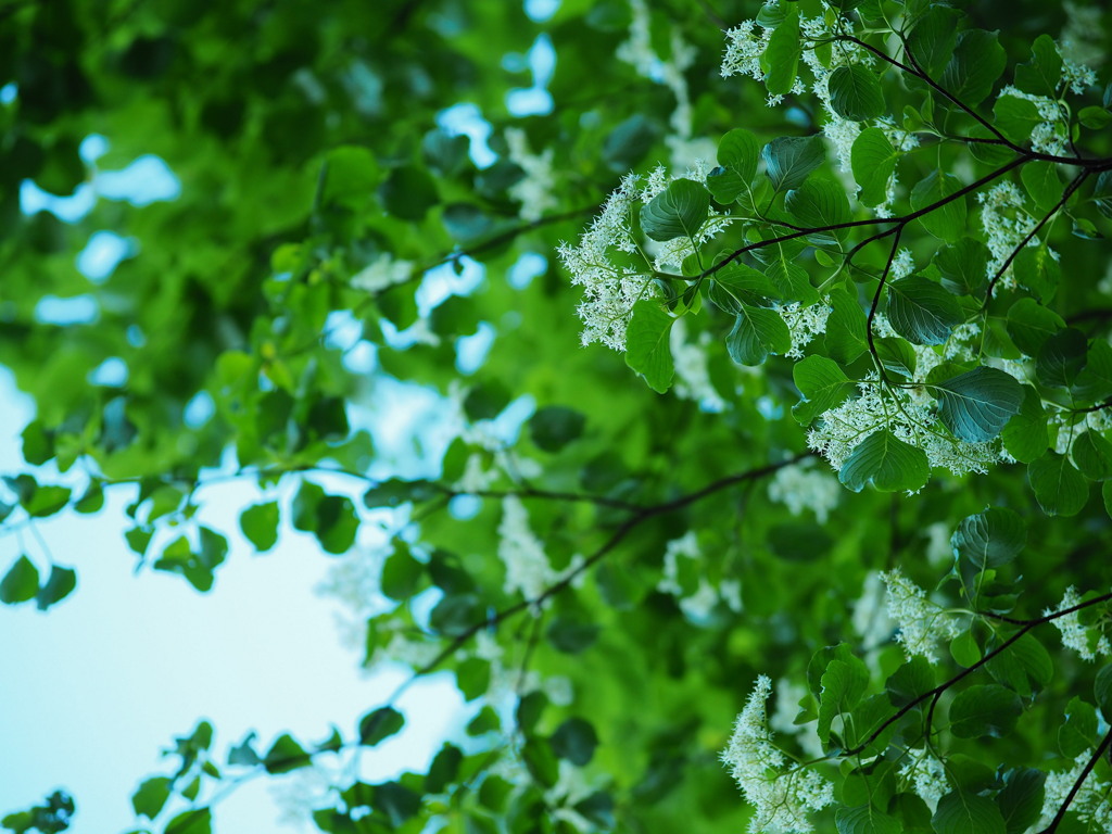 緑陰の燦