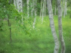 白樺林の白い花