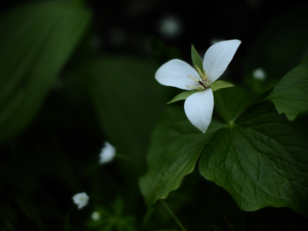 夜空の花