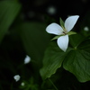 夜空の花