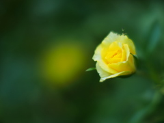 薔薇