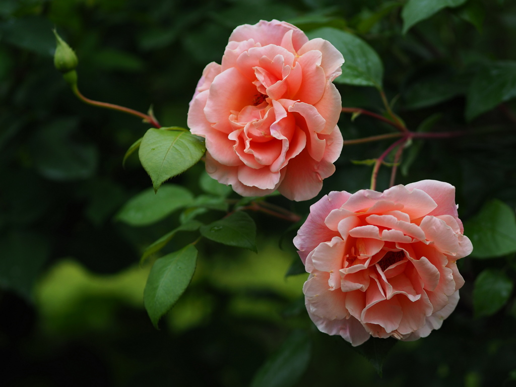 薔薇