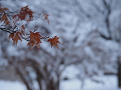 札幌の季節