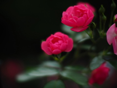薔薇