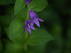 薔薇園の紫