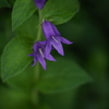 薔薇園の紫