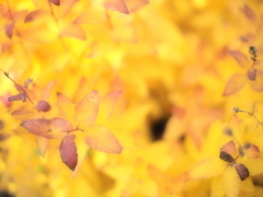 秋の光