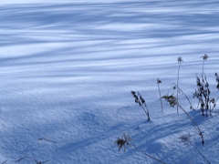 賑わう雪原