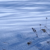 賑わう雪原