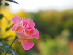 終わりの薔薇