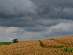 麦と暗雲