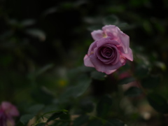 微光の青薔薇