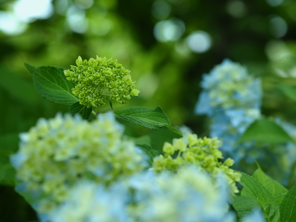 青い紫陽花