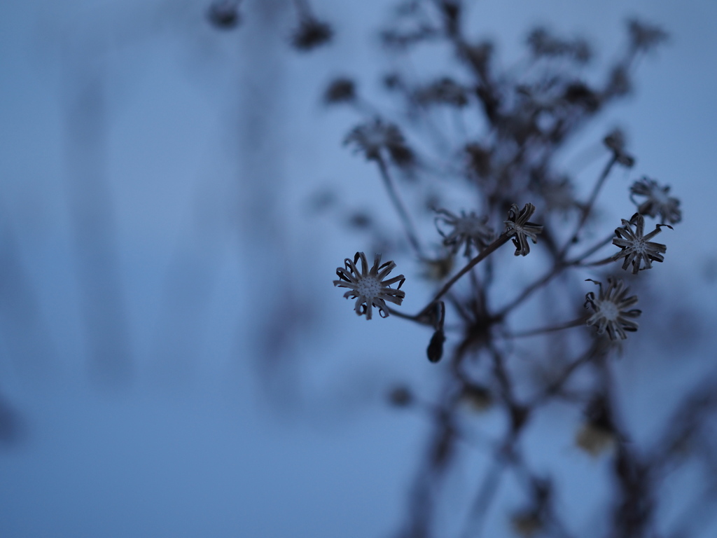 硬質の花