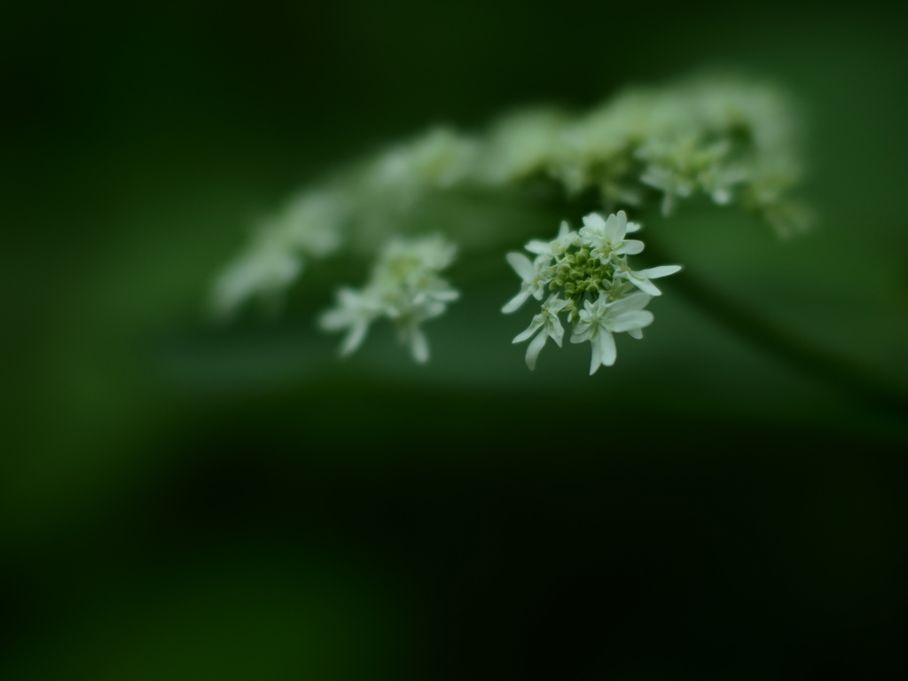 森の花冠