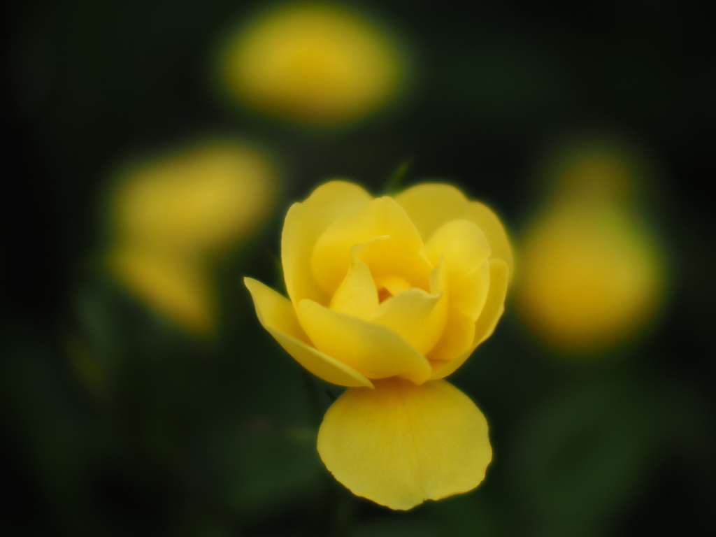 端境期の薔薇