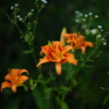 路傍の花束