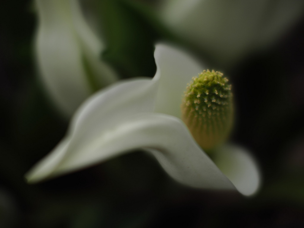 水芭蕉の形
