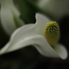 水芭蕉の形