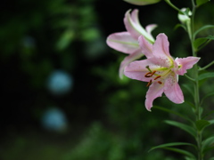 百合と青