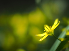 光発する花