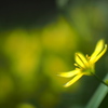 光発する花