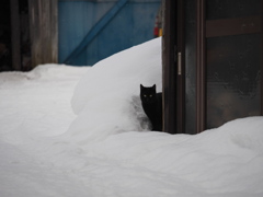 冬の猫町夕張