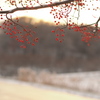 冬の紅