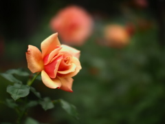 曇天の薔薇