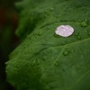 雨