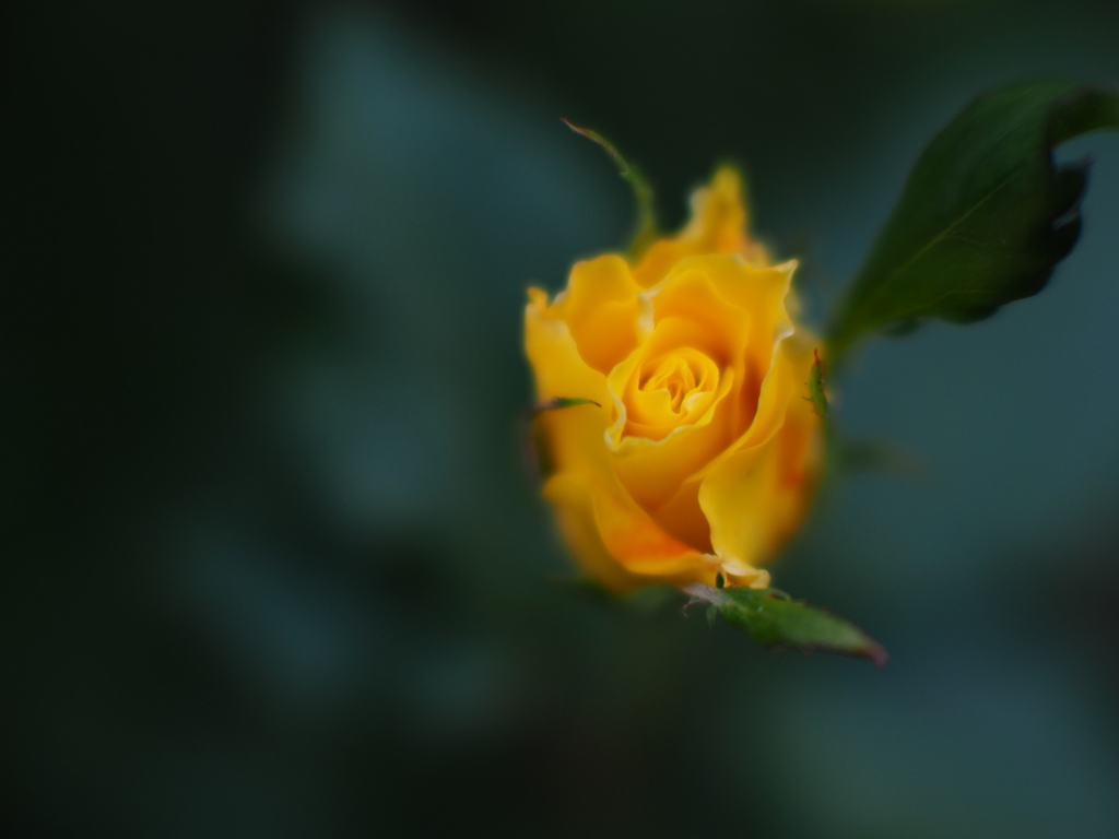 寒い我が街にも薔薇