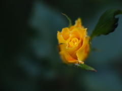 寒い我が街にも薔薇