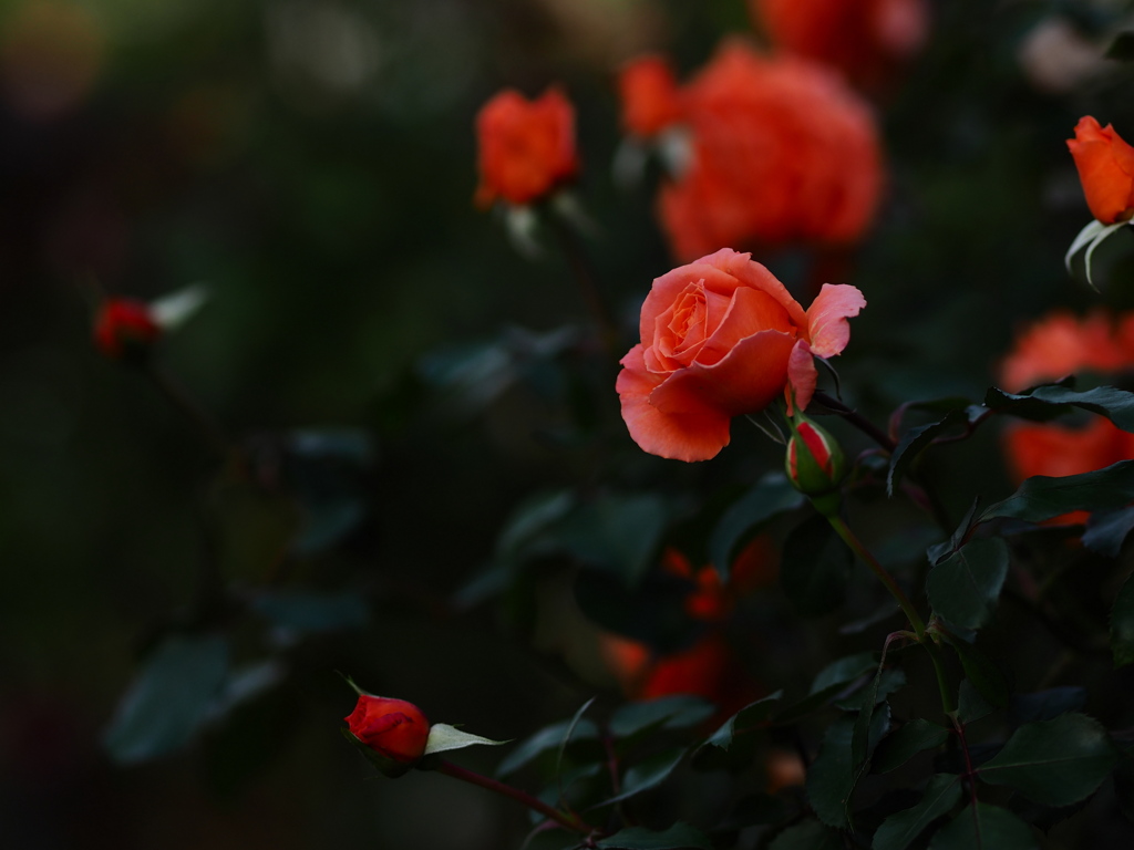 週末に薔薇を