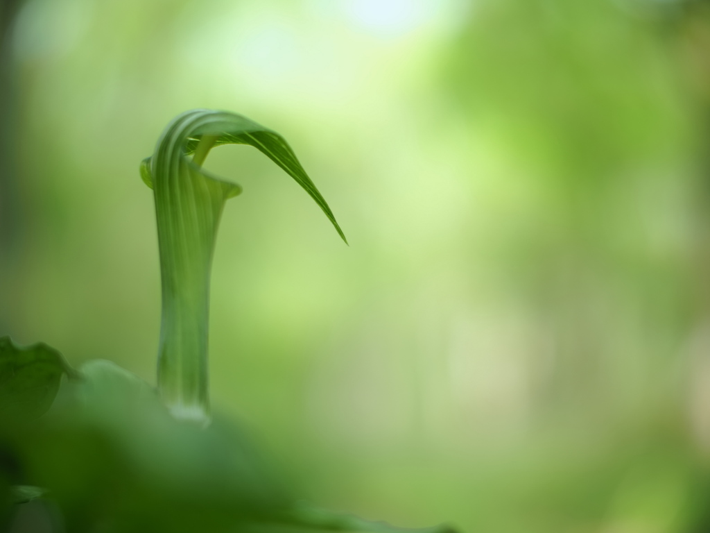 沈思の森