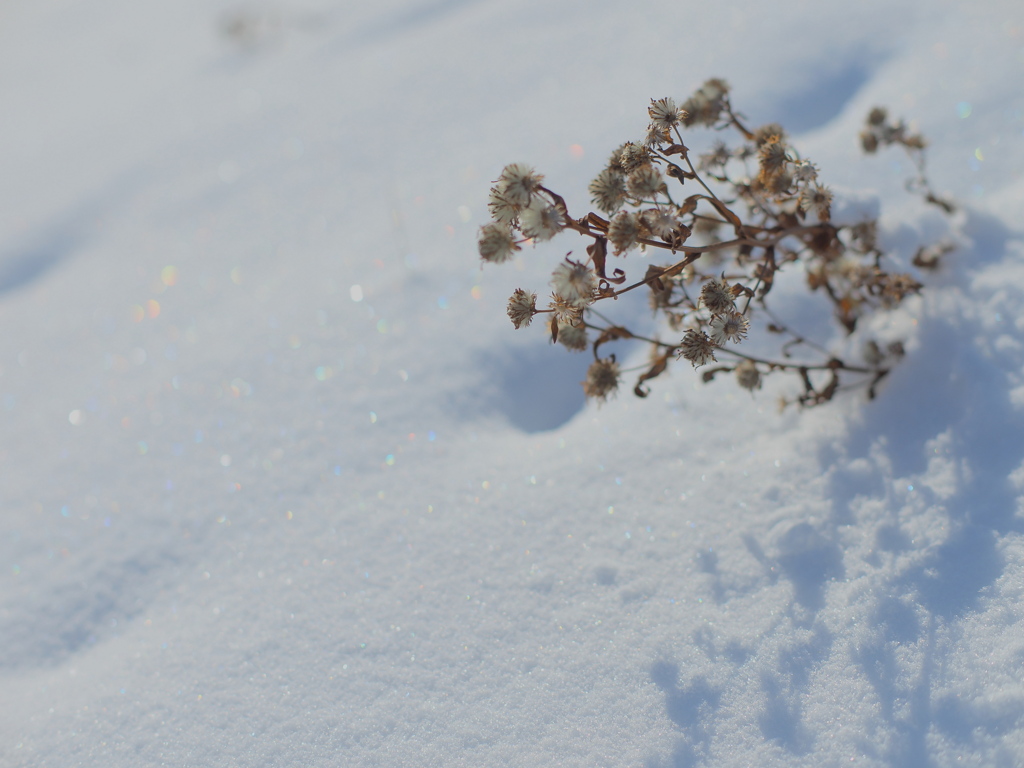 雪と花束