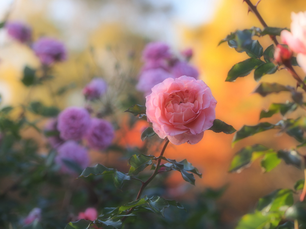 薔薇の園