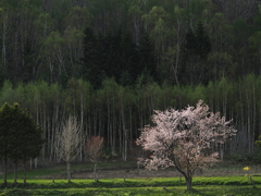 花咲く田舎