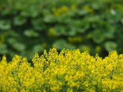花咲く土手