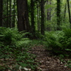 羊歯の森を往く