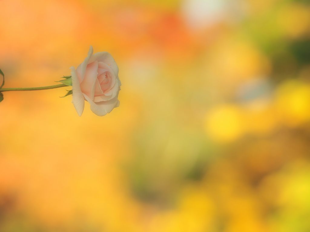 薔薇・温もり