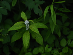 沈潜する緑