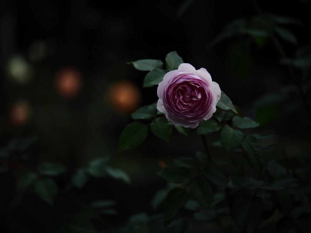夜の青薔薇