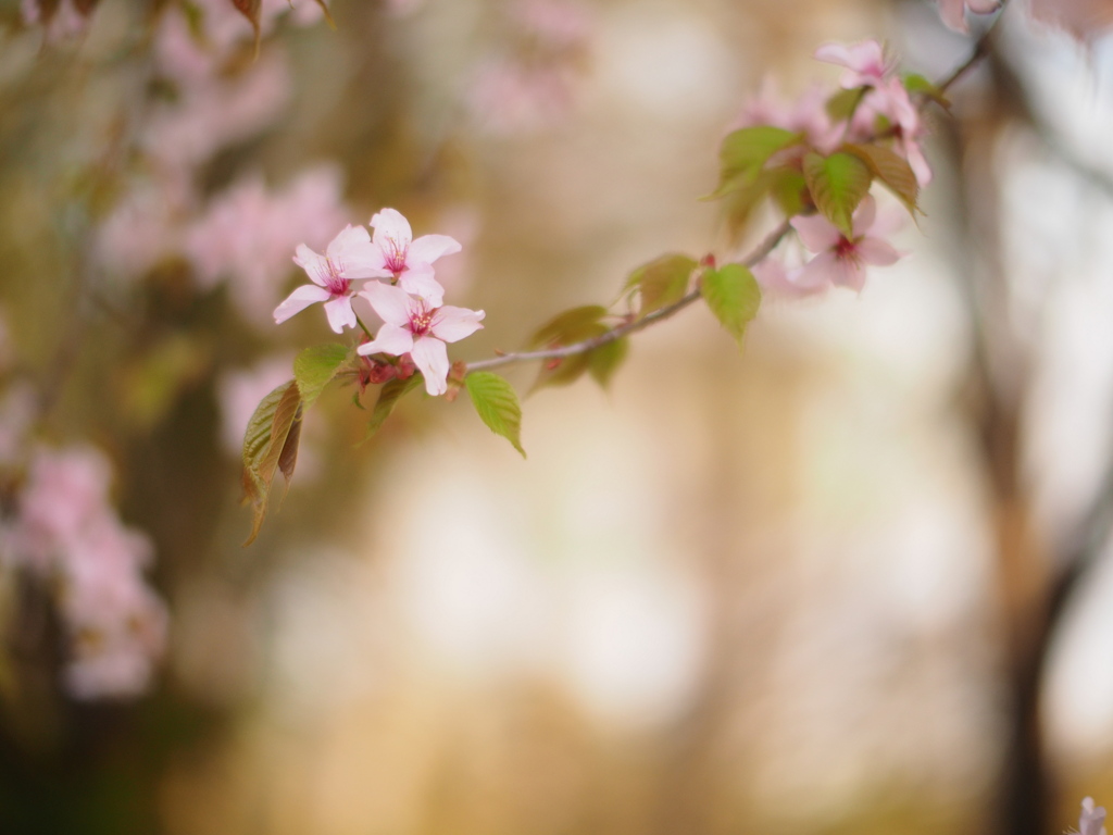 夕暮れ桜