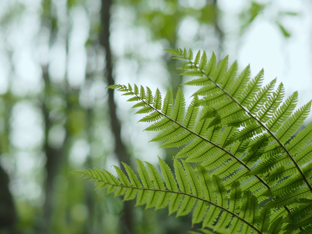 羊歯の森